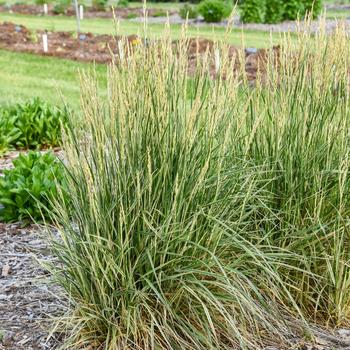 Festuca arundinacea 'Perfect Edging' 