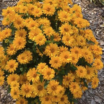 Heliopsis helianthoides 'Athena Gold™' 