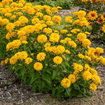 Heliopsis helianthoides 'Rays for Days' 