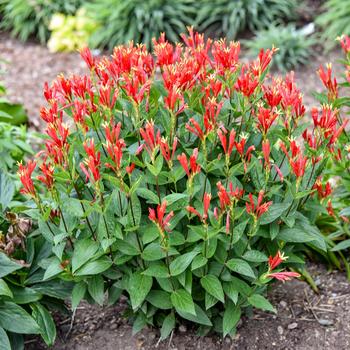 Spigelia marilandica 'Orange Slices' (288343)