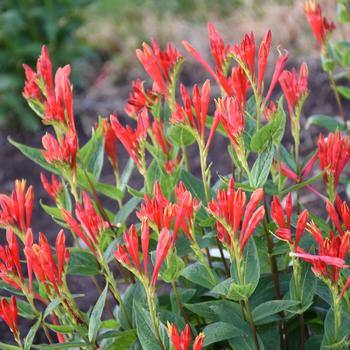 Spigelia marilandica 'Orange Slices' (288344)