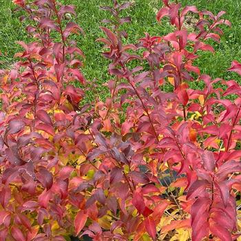 Abelia mosanensis 'Sweet Emotion Blaze™'