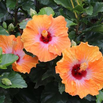 Hibiscus rosa-sinensis 'Heartthrob™' PPAF, Can PBRAF