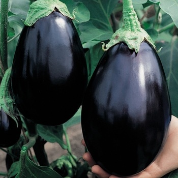 Solanum melongena 'Black Beauty' 