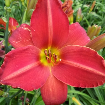 Hemerocallis 'Apple Tart' 