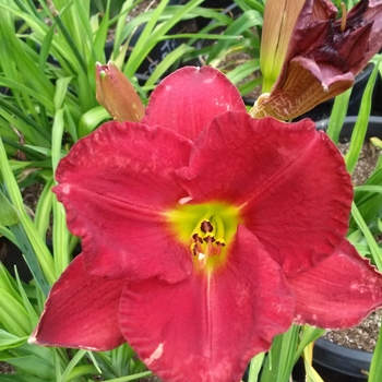 Hemerocallis 'Russian Rhapsody' 