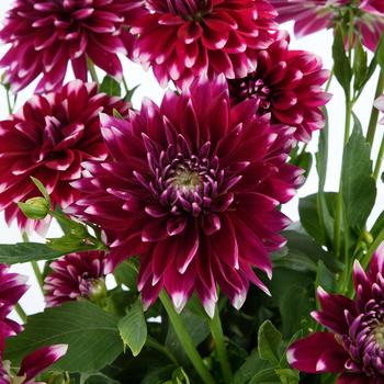 Dahlia variabilis 'Darlin' Burgundy Lace' (288792)