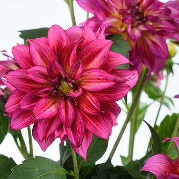 Dahlia variabilis 'Darlin' Radiant Pink' 