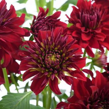 Dahlia variabilis 'Darlin' Ruby' (288799)