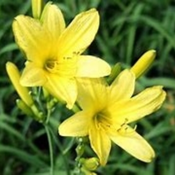 Hemerocallis 'Yangtze' 