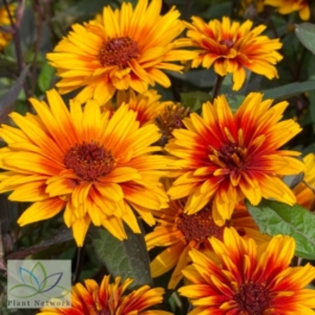 Heliopsis 'Multiple Varieties' 