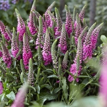 Veronica spicata 'Verspi' 