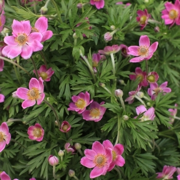 Anemone sylvestris 'Spring Beauty Pink' 