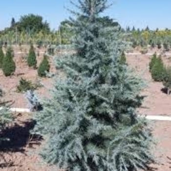 Cedrus deodara 'Electra Blue' 