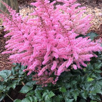 Astilbe arendsii 'Razzle Dazzle®' 
