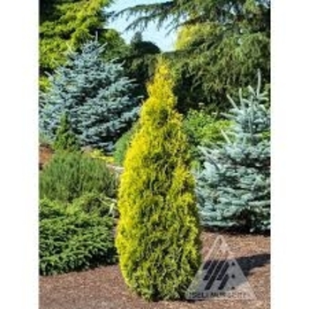 Thuja occidentalis 'Jantar' PP22296
