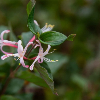 Lonicera japonica 'Purpurea' 