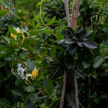 Lonicera japonica