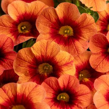 Calibrachoa 'Eyecatcher Orange'