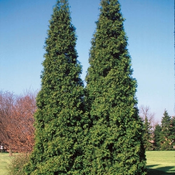 Thuja 'MonPin' PP25363