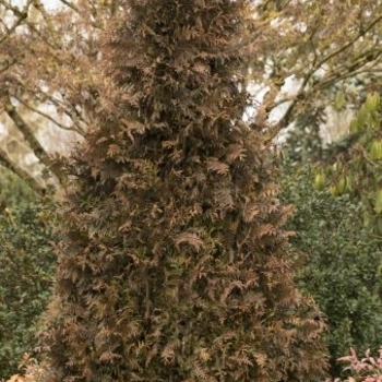 Thuja 'MonRig' PP27067