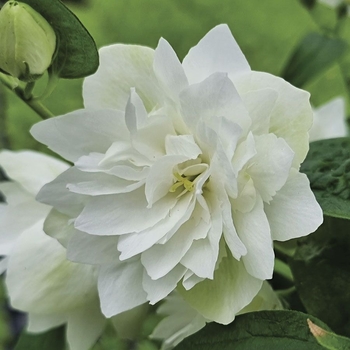 Philadelphus Lewisii 'G15-097' PP32770