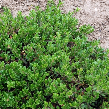 Arctostaphylos x coloradensis