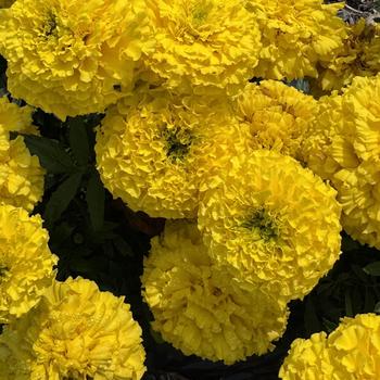 Tagetes erecta 'Proud Mari Yellow'