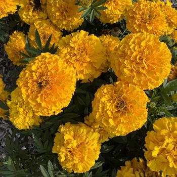 Tagetes erecta 'Proud Mari Gold'