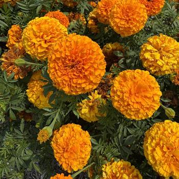 Tagetes erecta