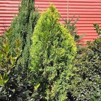 Thuja occidentalis 'Jantar' PP22296