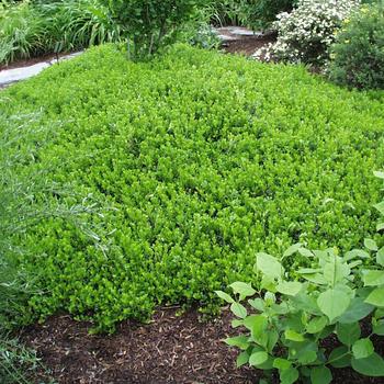 Arctostaphylos uva-ursi