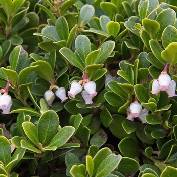 Arctostaphylos uva-ursi 'Vancouver Jade'