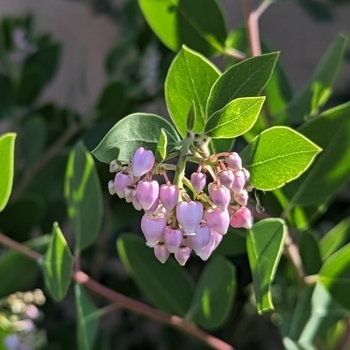 Arctostaphylos 'Austin Griffith'