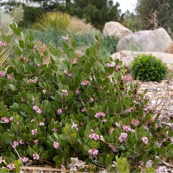 Arctostaphylos x coloradensis