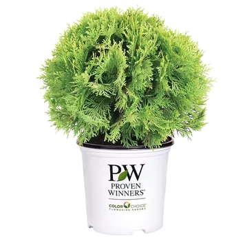 Thuja occidentalis 'Anna van Vloten' PP25868
