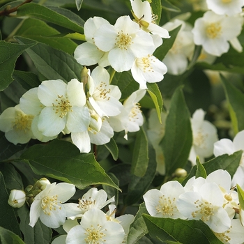 Philadelphus 'Swan Lake®'