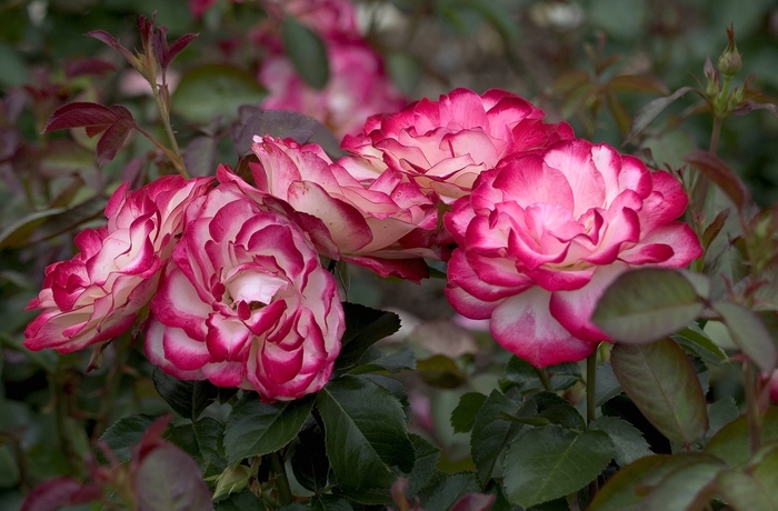Rosa 'Chicago Peace' Rose | Garden Center Marketing