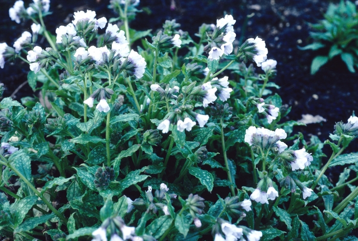 Pulmonaria saccharata 'Blue Mist' Lungwort