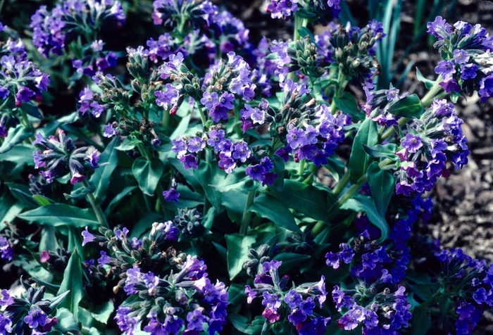 Pulmonaria saccharata 'Silver Streamers' Lungwort