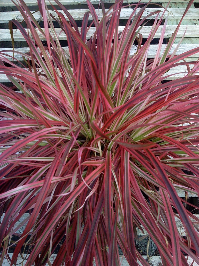 Pennisetum setaceum Graceful Grasses® 'Fireworks' Variegated Red ...