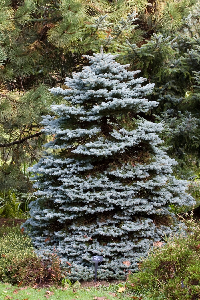 Buy Montgomery Dwarf Blue Spruce, Picea pungens, FREE SHIPPING, Wilson  Bros Gardens