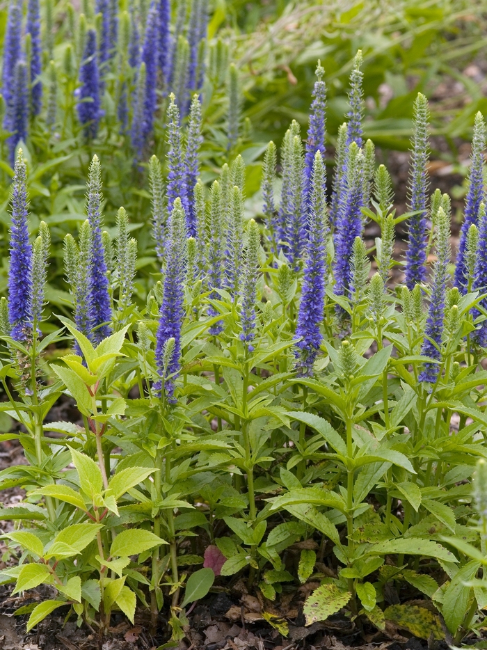 Veronica spicata 'Ulster Blue Dwarf' Speedwell Garden Center Marketing