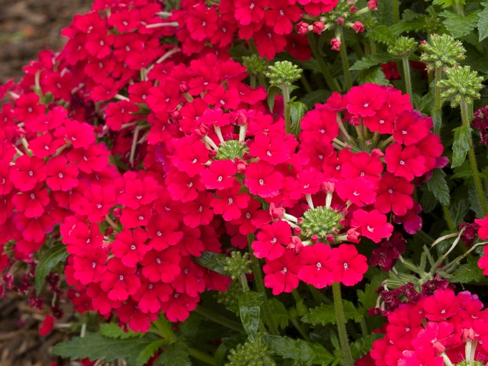Verbena Temari 'Red' Verbena | Garden Center Marketing