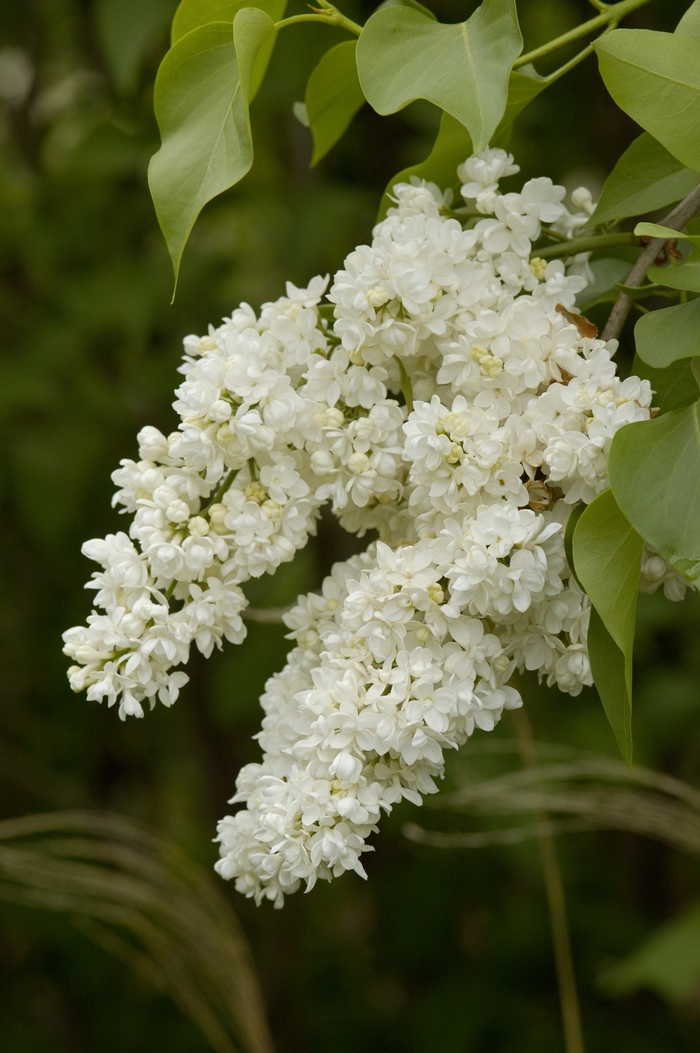 Syringa vulgaris 'Ellen Willmott' Lilac | Garden Center Marketing