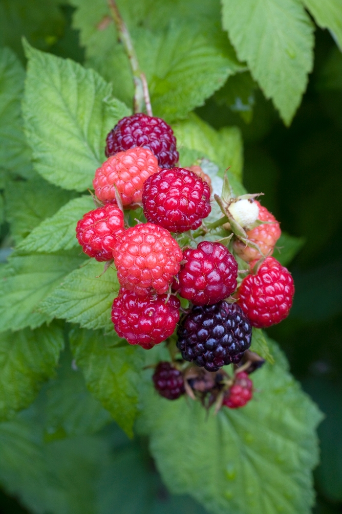 Rubus occidentalis 'Jewel' Black Raspberry | Garden Center Marketing