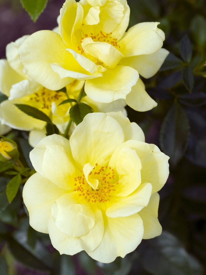 Rosa Flower Carpet® 'Yellow' Groundcover Rose | Garden Center Marketing