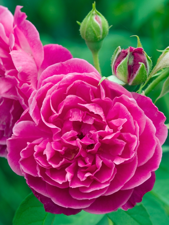 Rosa 'Maggie' Bourbon Rose | Garden Center Marketing