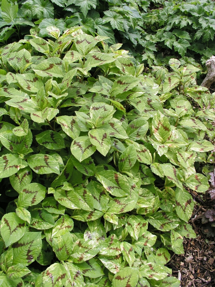 Persicaria virginiana 'Painter's Palette', Persicaria 'Painter's Palette', Polygonum virginianum 'Painters Pallete', Tovara virginiana 'Painter's  Palette