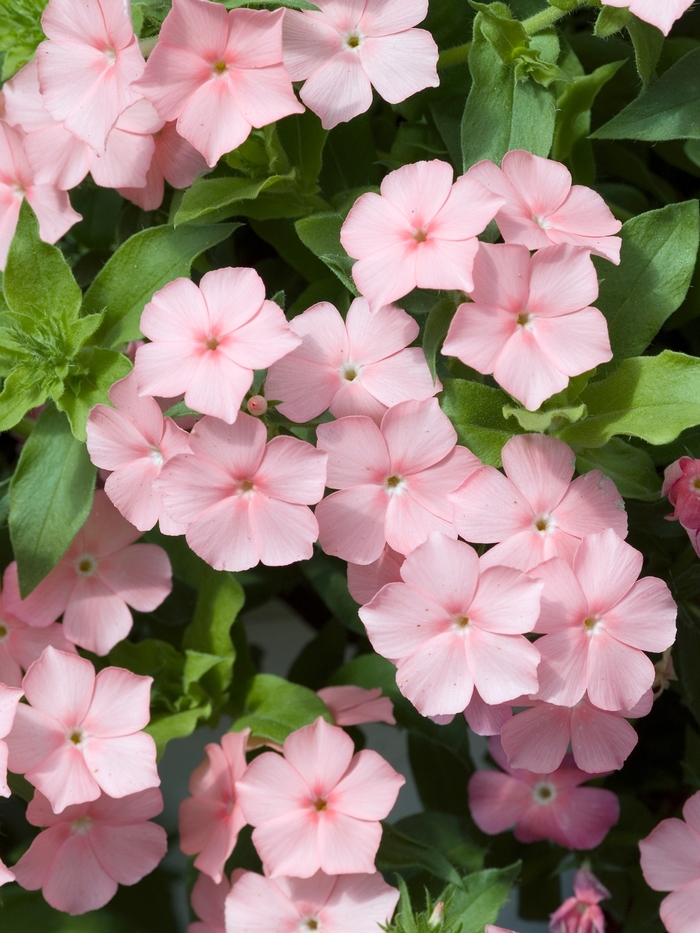 Phlox drummondii 'Astoria Peach' Phlox | Garden Center Marketing